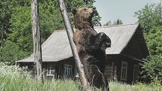 Brown bear at an abandoned hamlet in Naliboki Forest [upl. by O'Carroll149]