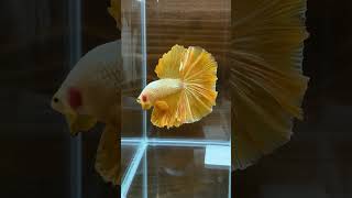 Golden Betta [upl. by Roselin]