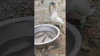 OMG cormorant eats the whole fish instantly 😱 cormorant shorts [upl. by Kram]