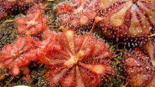 Drosera spatulata Fraser Island  Sundew Carnivorous Plant [upl. by Lehcir873]