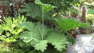 Did the Gunnera survive the winter [upl. by Zebe]