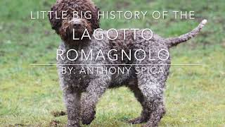 History of the Lagotto Romagnolo  Genealogy to Domestication Little Big History Project [upl. by Dlorej]