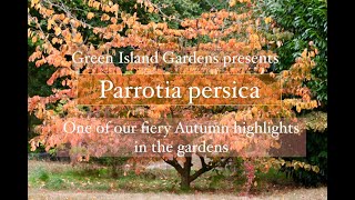 Parrotia persica Persian ironwood All you need to know about this Autumn beauty [upl. by Eal883]