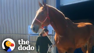 Giant Rescue Horse Who Worked For 20 Years Finally Retires  The Dodo [upl. by Osnofedli]