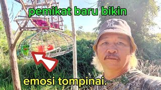 serindit pagi tidak sama banyak serindit petang tompinai [upl. by Catrina]