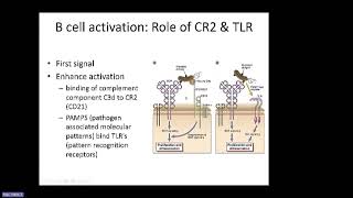 Abbas Ch 12 B Cell Activation and Antibody Production [upl. by Orgalim]