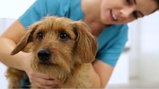 Enhancing pets lives through innovation [upl. by Lumpkin]