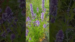 This plant Agastache  Giant Hyssop will bring in Bees [upl. by Shirlie]