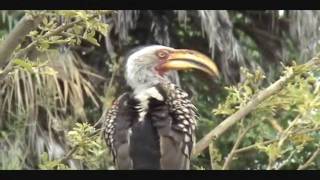 Southern Yellow Billed Hornbill [upl. by Apfelstadt406]