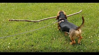 Balancing a Long Stick [upl. by Attenyw]