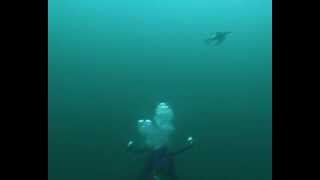 Diving guillemots at Petticowick St Abbs Scotland [upl. by Flanigan951]