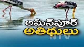 Two Hundred Varieties Of Migrating Birds Reaches Ameenpur Lake Hyderabad  NTV [upl. by Eydie]