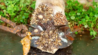 Poor Cows Leg PIERCED by Iron Bar FULL of Pus and Worms 🐄 satisfying 041203 [upl. by Eelesor]