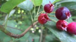 Berries of Snowy Mespilus Amelanchier ovalis  June Berry  20130713 [upl. by Hinkel]