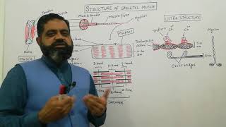 Structure of Skeletal Muscle UrduHindi medium  Prof Masood Fuzail  Anatomy of Skeletal muscle [upl. by Teressa]