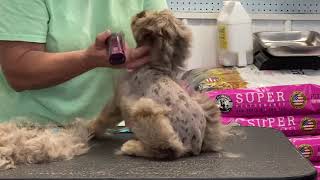 Schnoodle from Autumns litter getting a Schnauzer hair cut July 14 2021 [upl. by Noiramed]