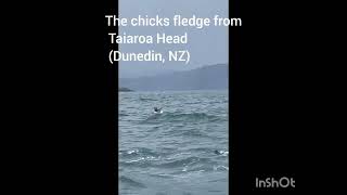 Northern Royal Albatross Chick first moments at sea [upl. by Tezil366]