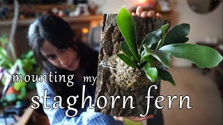 Mounting My Staghorn Fern  relaxing [upl. by Nosiddam]