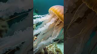 quotImmortality in jellyfish a type of jellyfish that can live foreverquot facts mystery frogsound [upl. by Anidnamra]