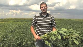 Estimating Soybean Yields  Simplified [upl. by Erik278]