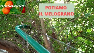 Potatura Estiva del Melograno Come potare il Melograno [upl. by Neersin846]