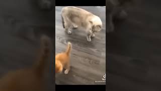 FUNNYCAT50cat memes india cats youtube funny freefire shorts short shortvideo funnyshorts [upl. by Adnol]