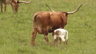 Cattle Ranching  Americas Heartland Episode 917 [upl. by Inanaup]