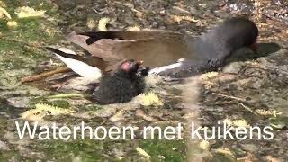 Waterhoen met kuikensmoorhen with chicks [upl. by Angeli480]