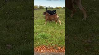 MOST ATHLETIC Mastiff in the World boerboel dogbreed boerboelbreeders [upl. by Nageam]