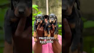 Top quality doberman puppies available in Kerala cheap price  vichu poochakkal [upl. by Eislel]