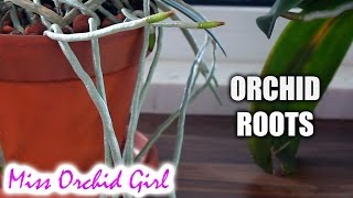 Orchid roots  Purpose features and debunking myths [upl. by Hussar]