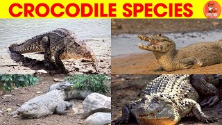 Incredible🐊Types of True Crocodile Species Names in English kidslearning animals crocodile🐊 [upl. by Alberik]