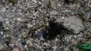 Scorpion outnumbered by ants  There is no scape [upl. by Neraj]