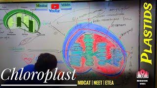 What is Plastids  Types Of Plastids  Chloroplast  Chromoplast  lecoplast  Types of lecoplast [upl. by Fraser131]