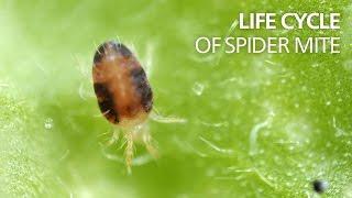 Life cycle of spider mite [upl. by Wit795]