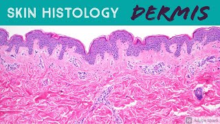 Skin Histology DERMIS the Epidermis cant live without it [upl. by Ahseym12]