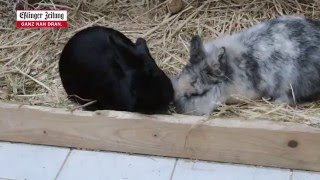 Mika und Prinzessin aus dem Tierheim Esslingen  Schnauze Schnabel Schnuppernäschen [upl. by Jeffry]