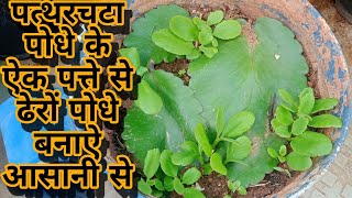 how to grow a lot of plants with a leaf of patharchatta medicinal plant 🌱 [upl. by Etteluap933]