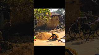 हमर गांव गवई के दर्शन 🛖🌱❤️ cg cgshorts cgsong shorts cgviral villagelife gaon chhattisgarh [upl. by Clyve]