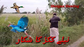 Best Western Swamphen Birds Shotgun Hunting  Purple Swamphen  Shotgun Hunting in Pakistan [upl. by Olsson]