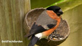 Male Bullfinch Eating Black Sunflower Seeds [upl. by Lombardy]