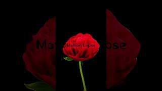 The 1 Minute ROSE Flower Time Lapse That Will Calm Your Mind  4K Video shorts [upl. by Odnavres]