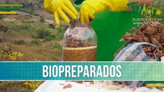 Opciones para Controlar Plagas y Enfermedades con Biopreparados  TvAgro por Juan Gonzalo Angel [upl. by Eanerb144]