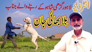 Biggest Bully Dog  Biggesy Gultair Dog  Interview Bella Bhai From Lahore [upl. by Kinimod]