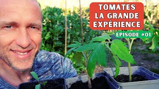 Expériences  tomates ► Urine compost terreau 1er prix marc de café enfoncer les plants [upl. by Dodson]