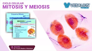 BIOLOGÍA DIVISIÓN CELULAR  FASE M  MITOSIS  CITOCINESIS  MEIOSIS  CICLO PARALELO CEPUNT [upl. by Marl]