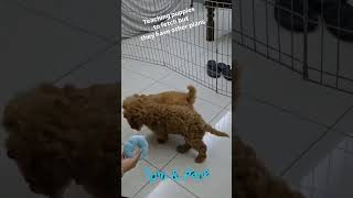 Teaching Our Cavapoo Puppies to Fetch… But They Have Other Plans cavapoo puppiesplaying [upl. by Carlen]