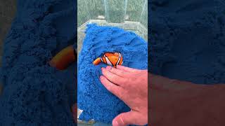 Clownfish Toy in Sand [upl. by Opaline]