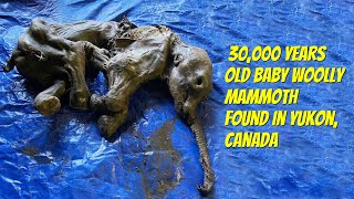 30000 Years Old Perfectly Preserved Baby Woolly Mammoth Found in Canadian Permafrost [upl. by Aehsila]