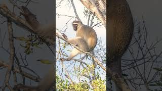 Vervet Monkey Chlorocebus pygerythrus🐈‍⬛ Not a Langur [upl. by Carisa68]